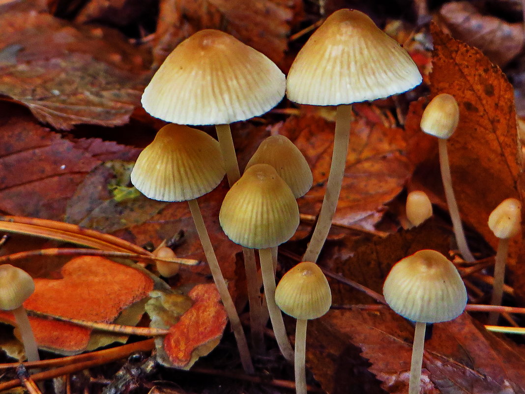 Мицена.Мице́на (лат. Mycena) — род грибов семейства Рядовковые - vodonos241 