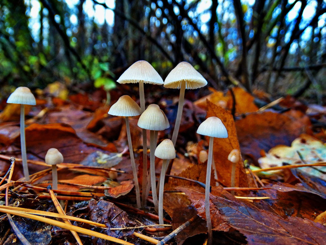 Мице́на (лат. Mycena) — род грибов семейства Рядовковые - vodonos241 