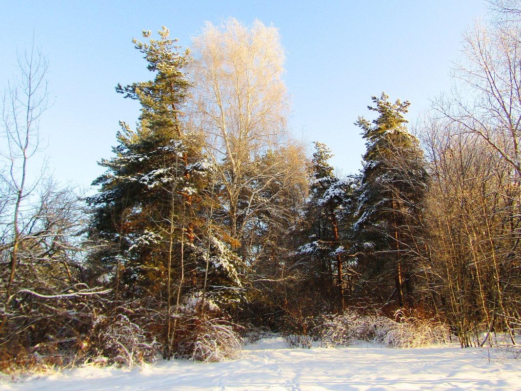 Солнечный зимний день - Андрей Снегерёв