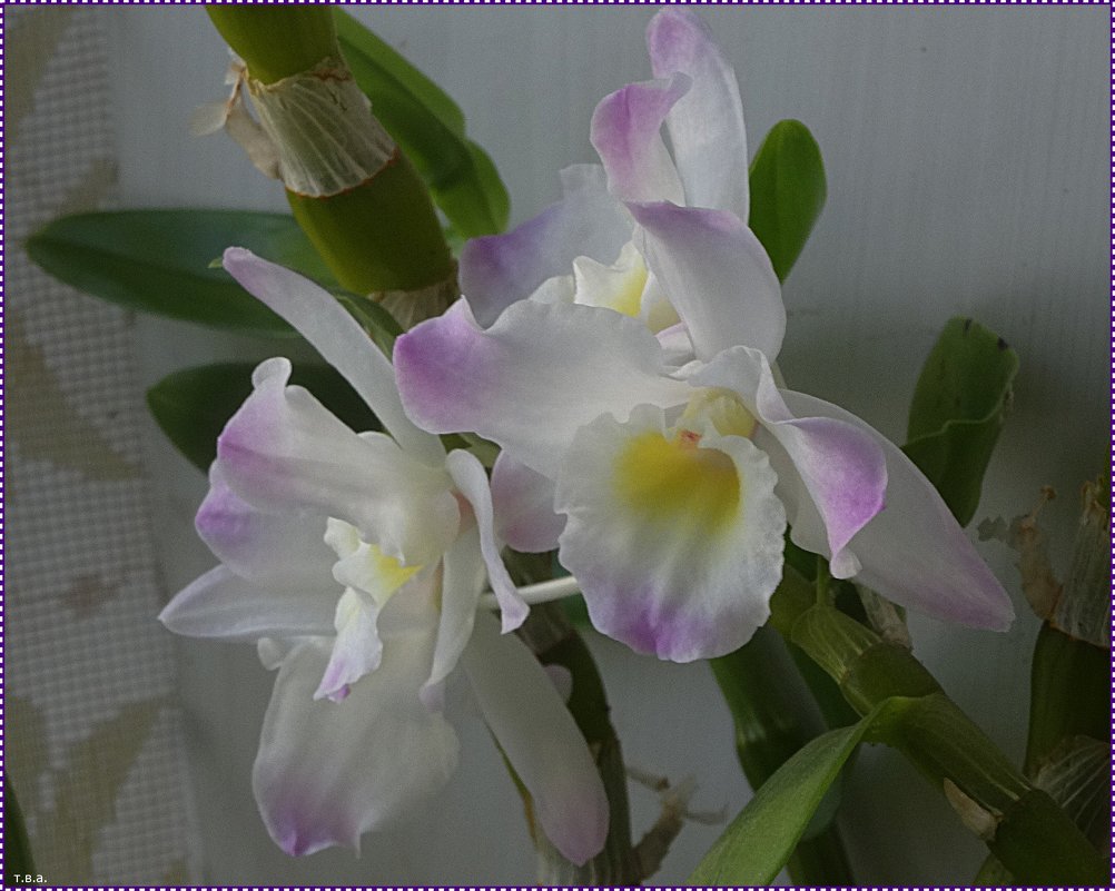 Орхидея Дендробиум Нобиле - Вера 