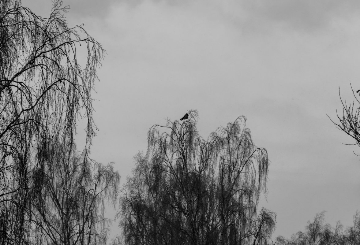 Одинокая птица - Nika Polskaya