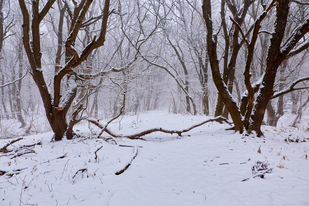 Первый снег в лесу - Николай Николенко