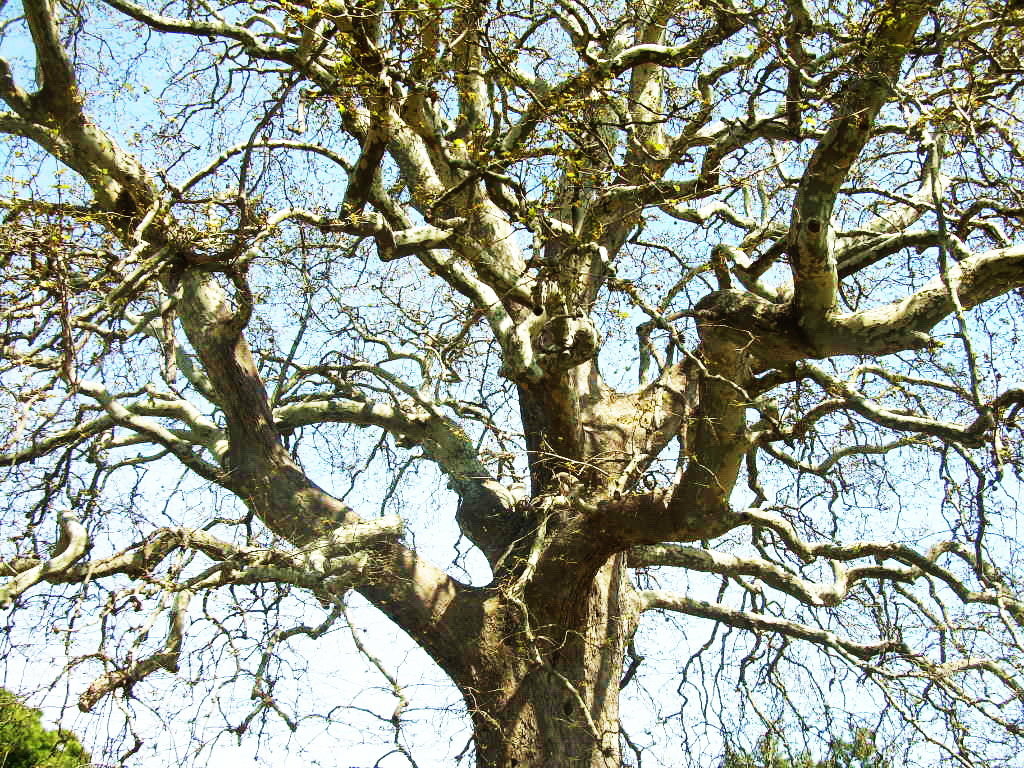 Орнамент обнаженного дерева - татьяна 