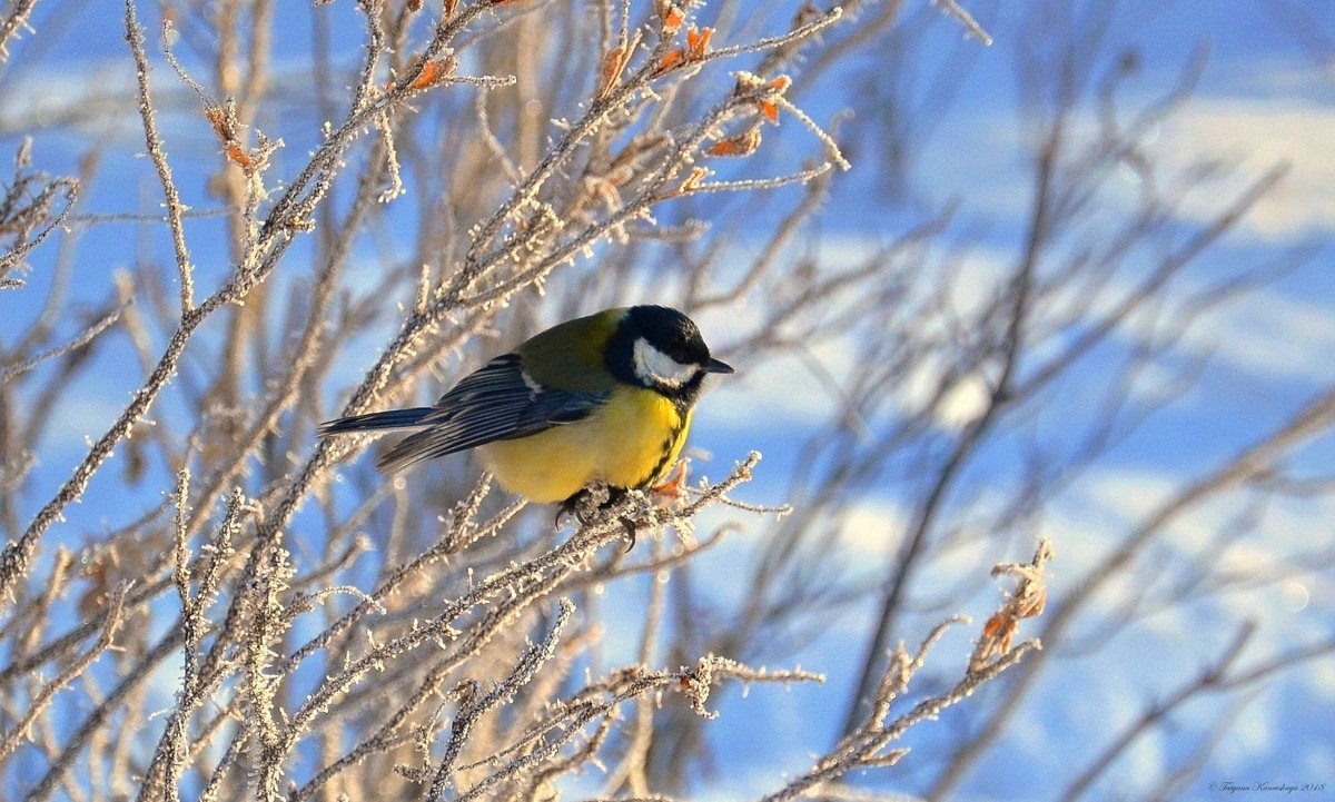 Птички синички зимой