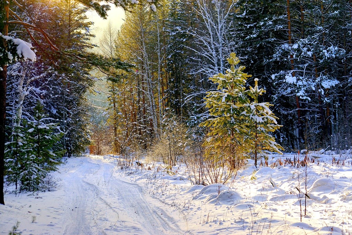 Две елочки в лесу - Nikolay Svetin