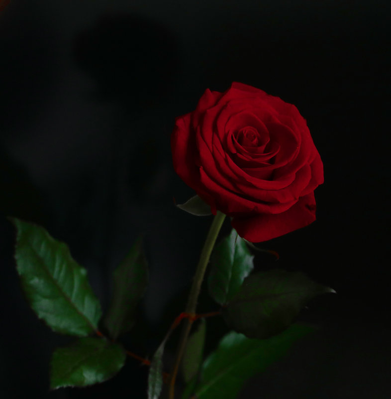 Декабрьская роза - Светлана 