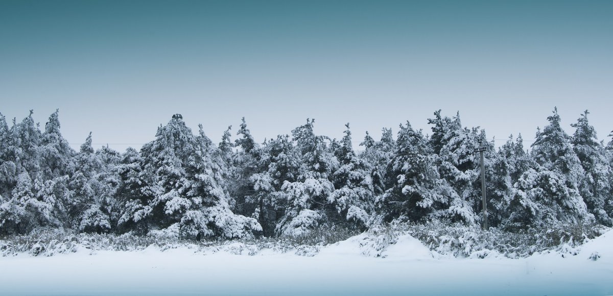 Снежный лес - Елена Иванова