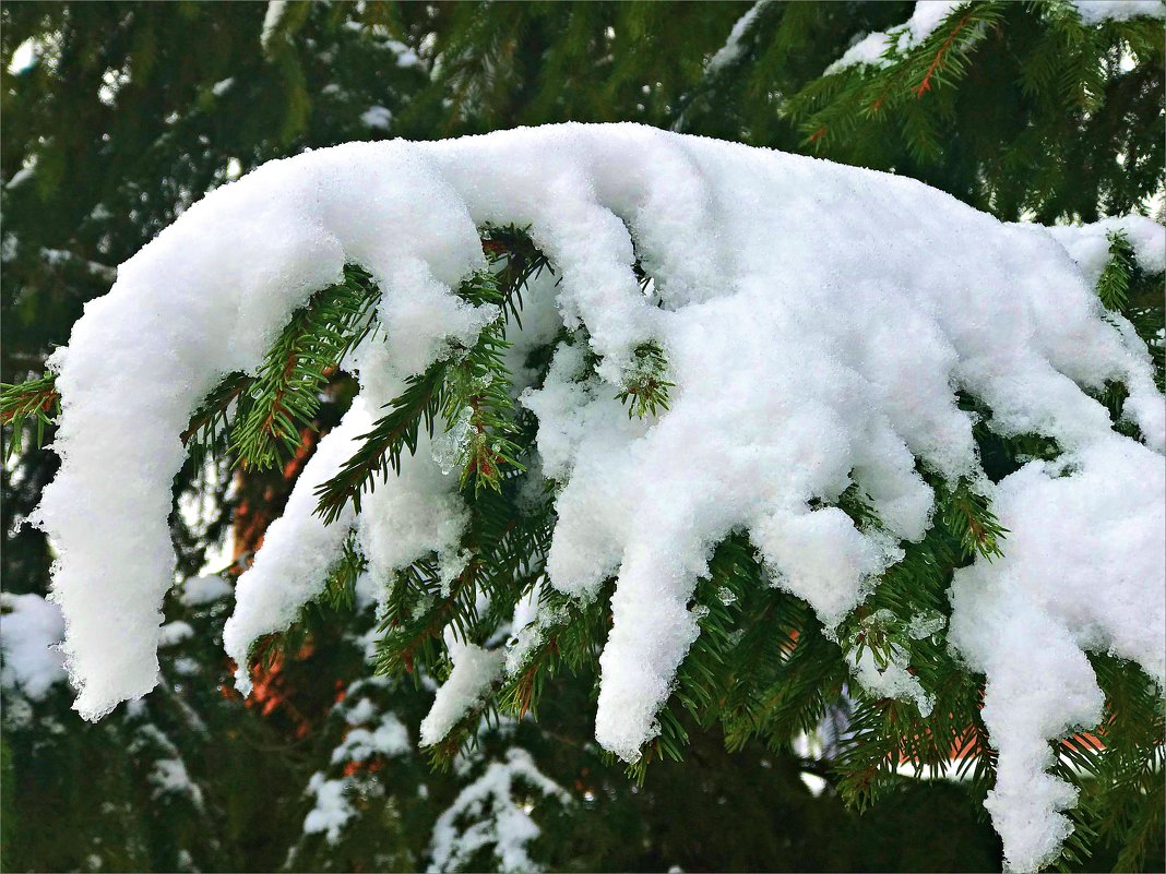 Снег, которого уже нет. - Валерия Комова