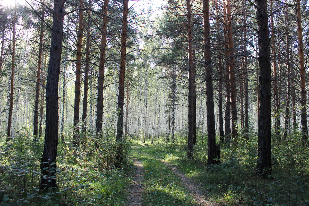 лес - Ольга Гомзина