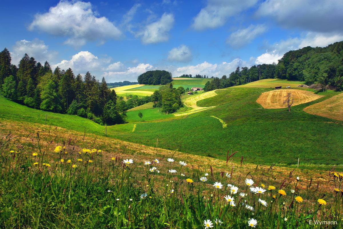 летo в Emmental - Elena Wymann