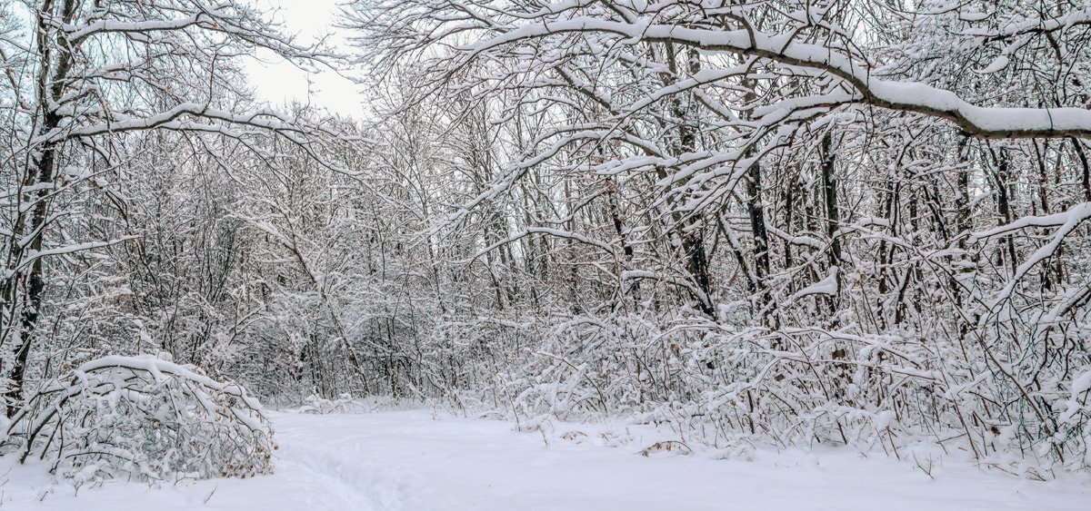 Зима в лесу - Юрий Стародубцев
