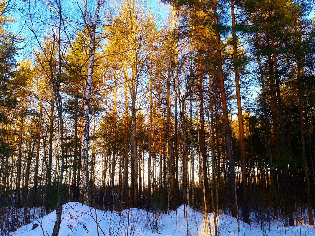 золотой лес - Владимир 