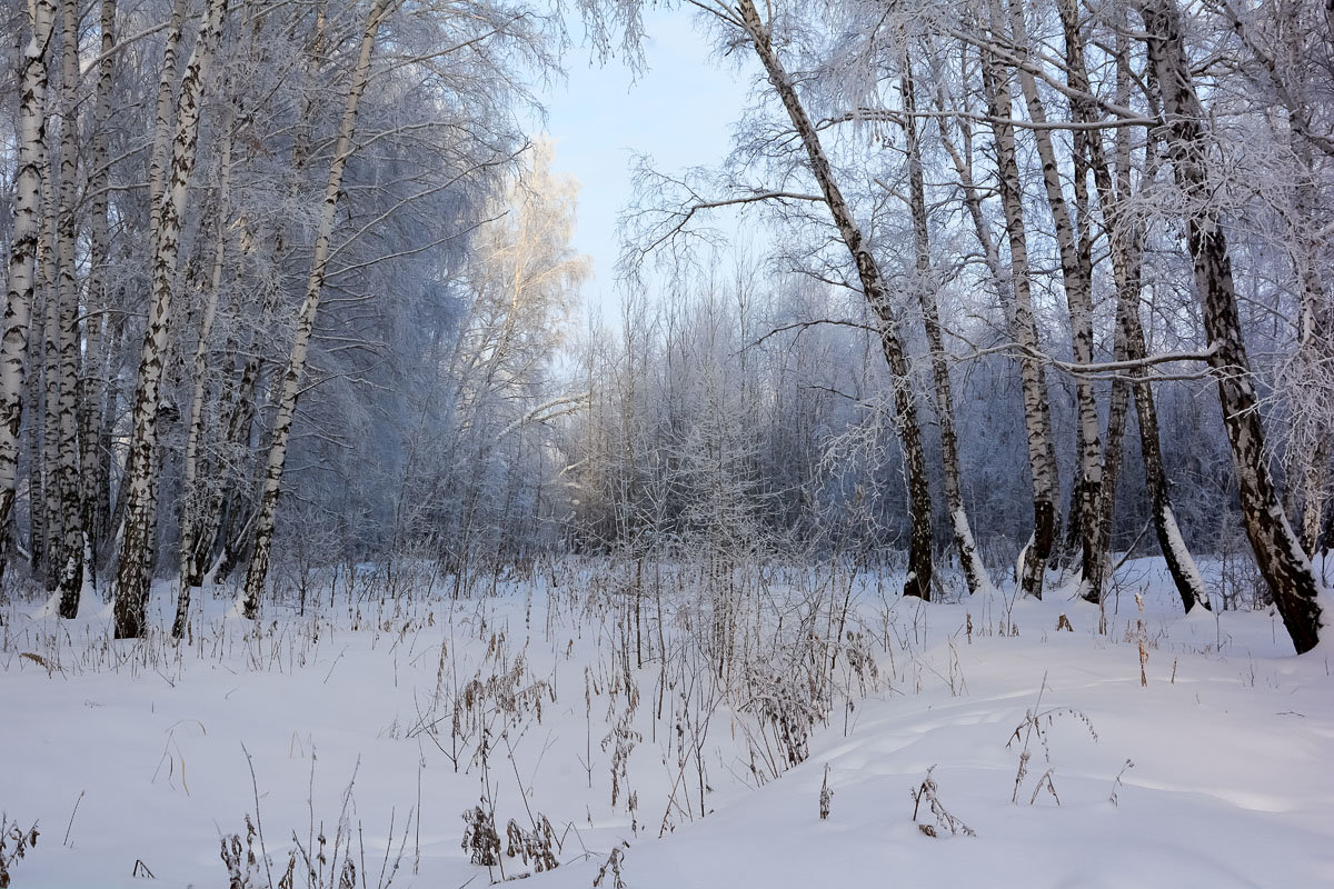 Январь  в  берёзовом  лесу - Геннадий Супрун