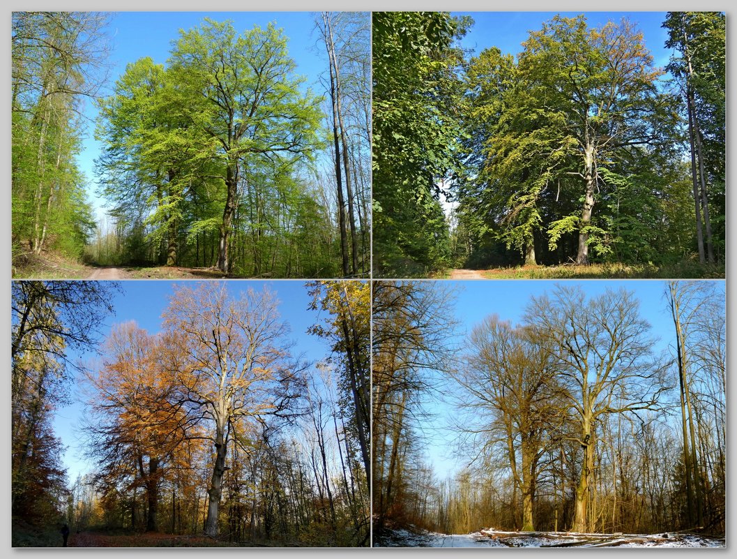 Сезоны и два старых деревьев - Heinz Thorns