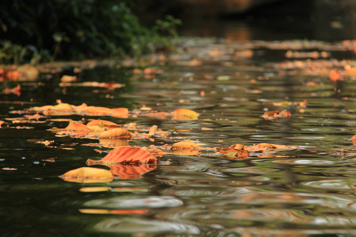 Листья на воде - Любовь 