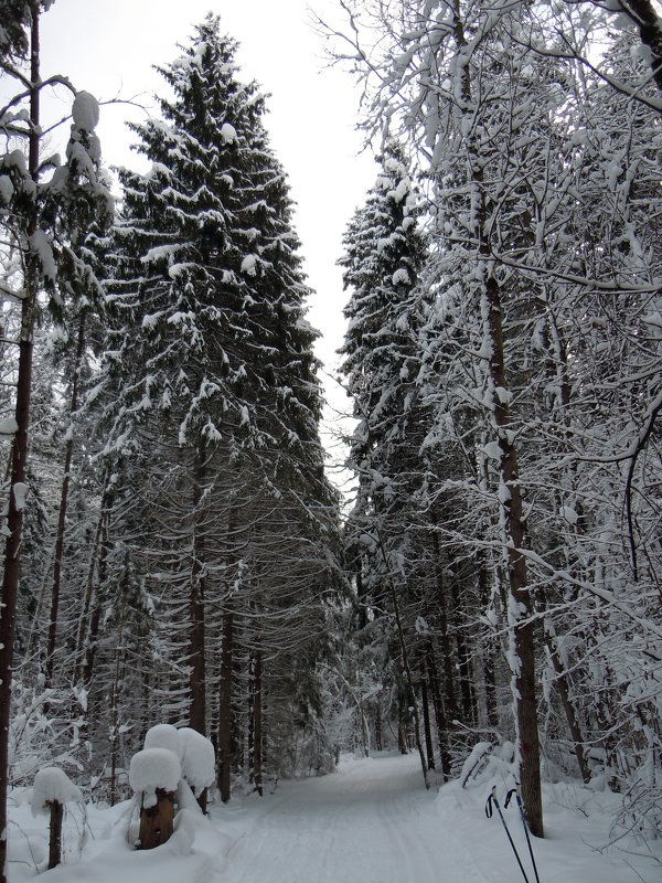 В лесу на лыжне - Татьяна Егорова