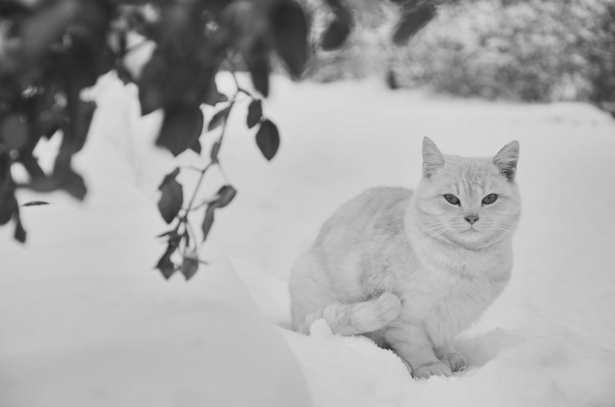 *** - Александр Довгий