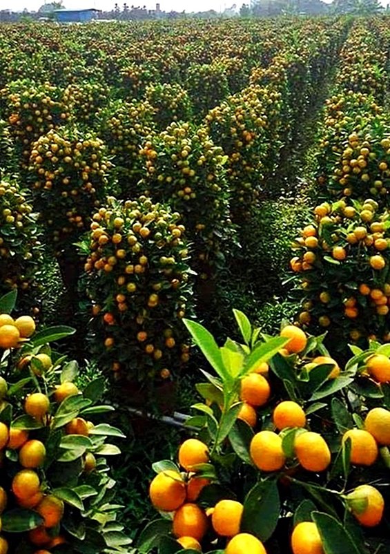апельсиновая плантация - Александр Корчемный