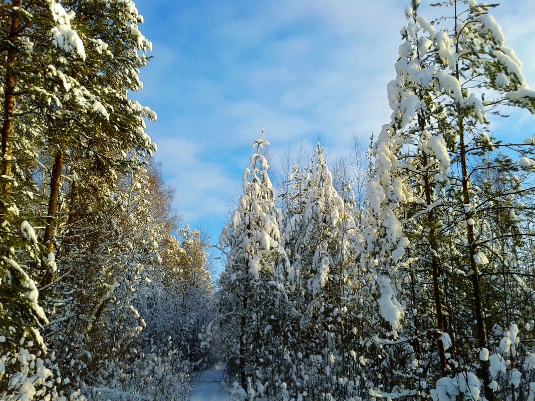 снежный лес - Владимир 