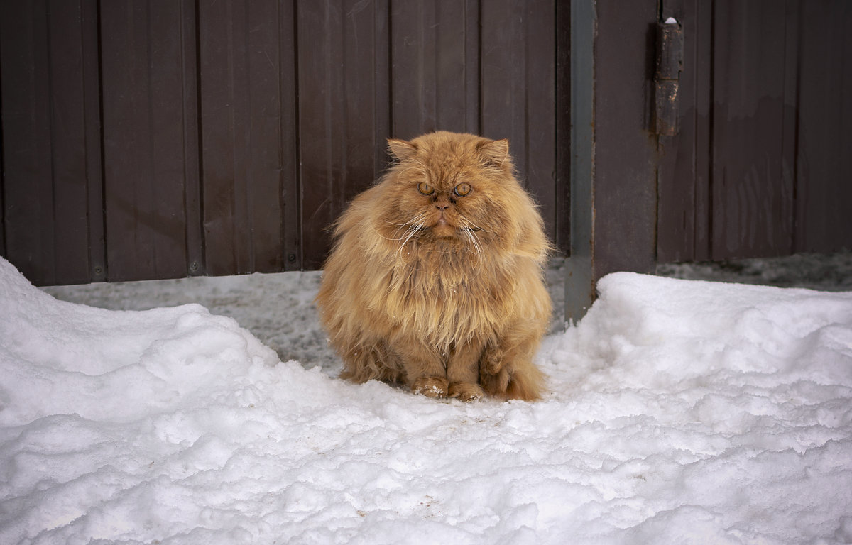 Кот и Зима ...)) - Светлана Мельник