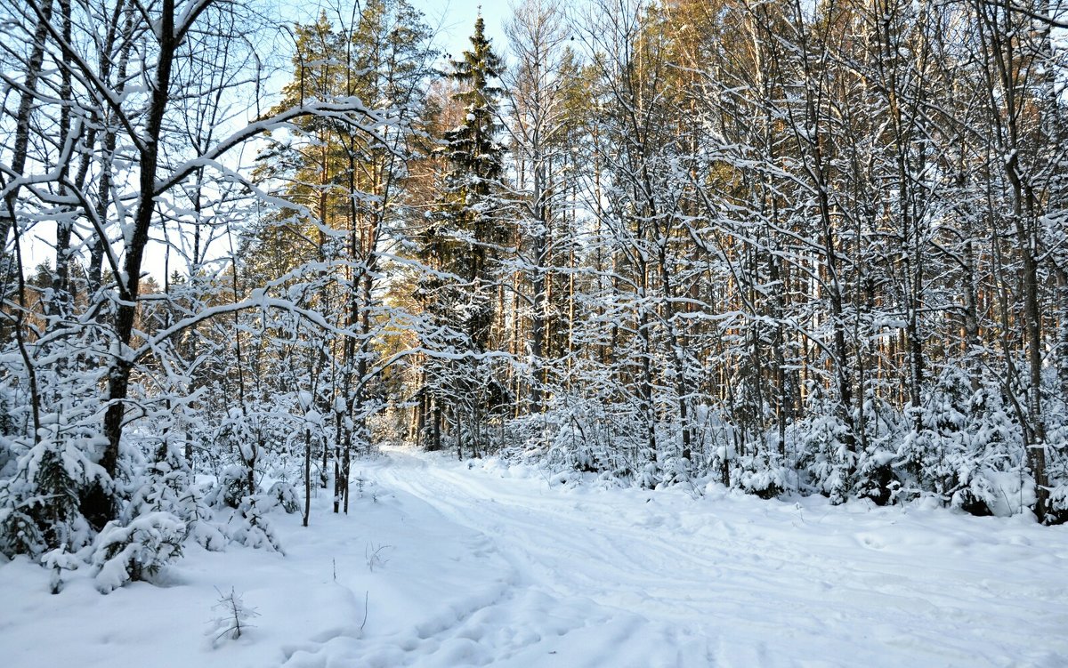Сказка зимнего леса - Милешкин Владимир Алексеевич 