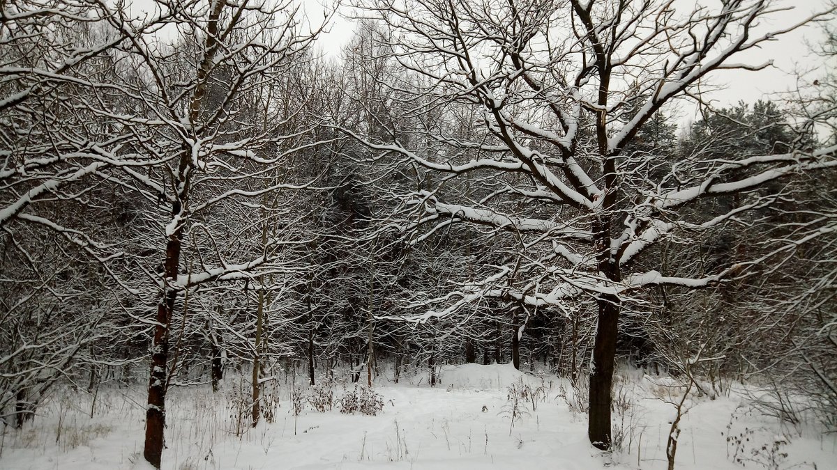 Деревья снегом запорошены - Елена Павлова (Смолова)