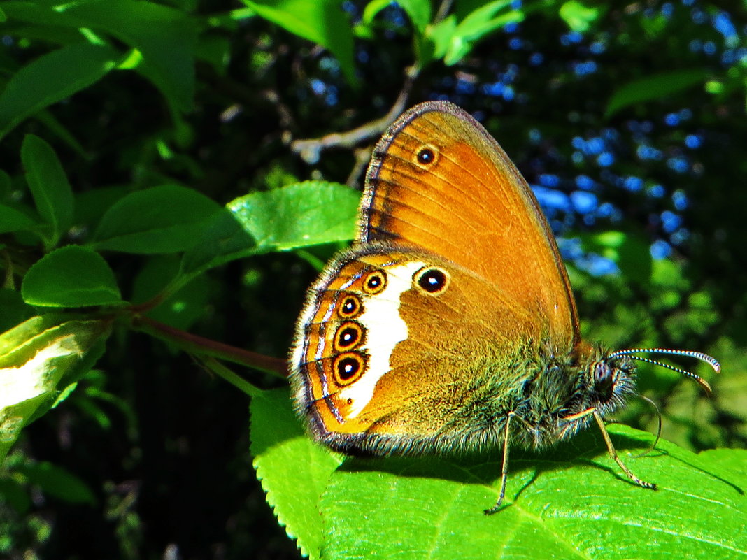 Сенница аркания (лат. Coenonympha arcania) - vodonos241 