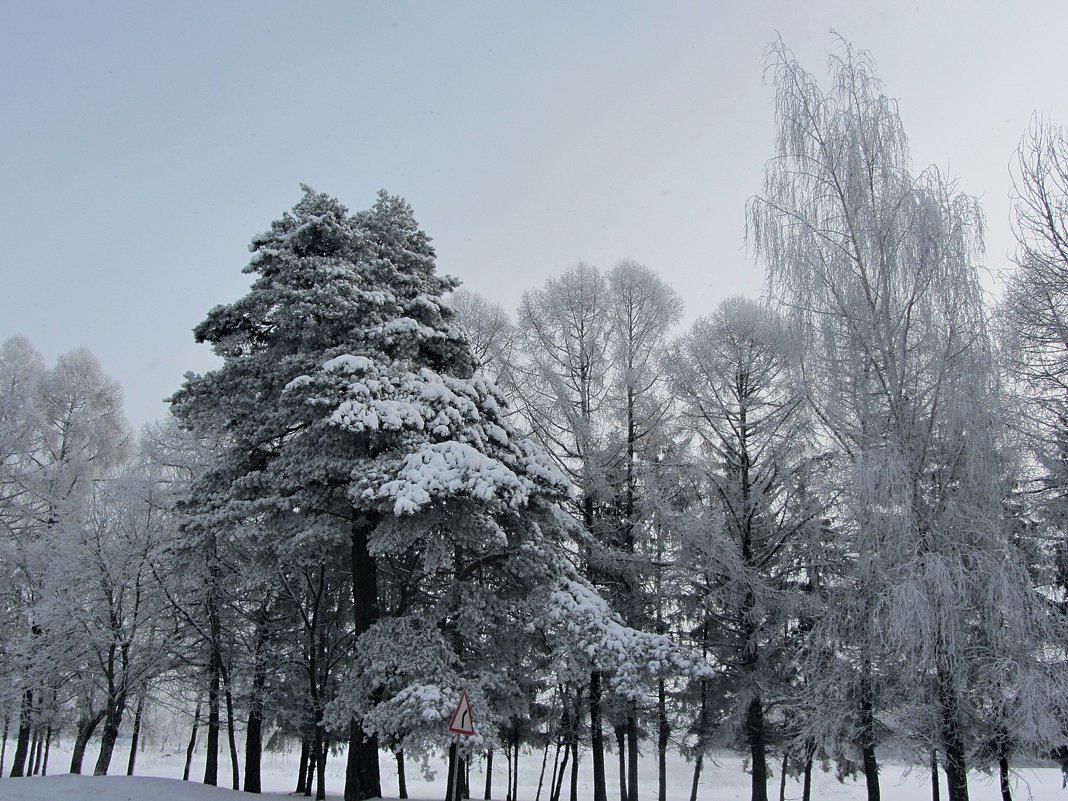 Морозное утро - Виталий Андрейчук