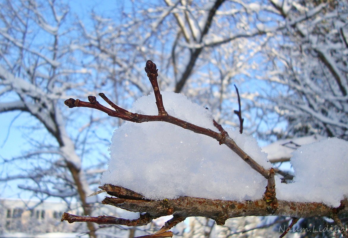 Веточка в снегу - Лидия (naum.lidiya)