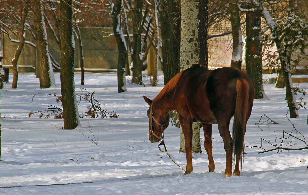 Лошадь и первый снег. - barsuk lesnoi