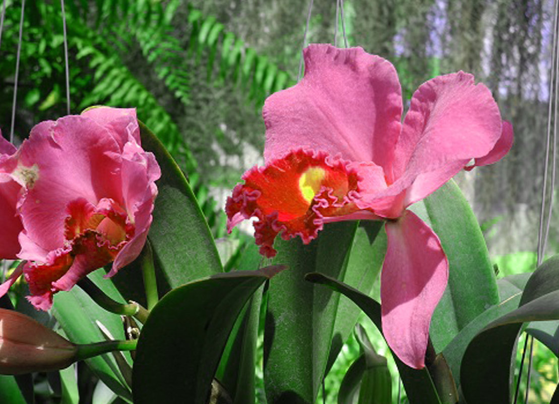 Парк орхидей в Израиле - Валерий Подорожный