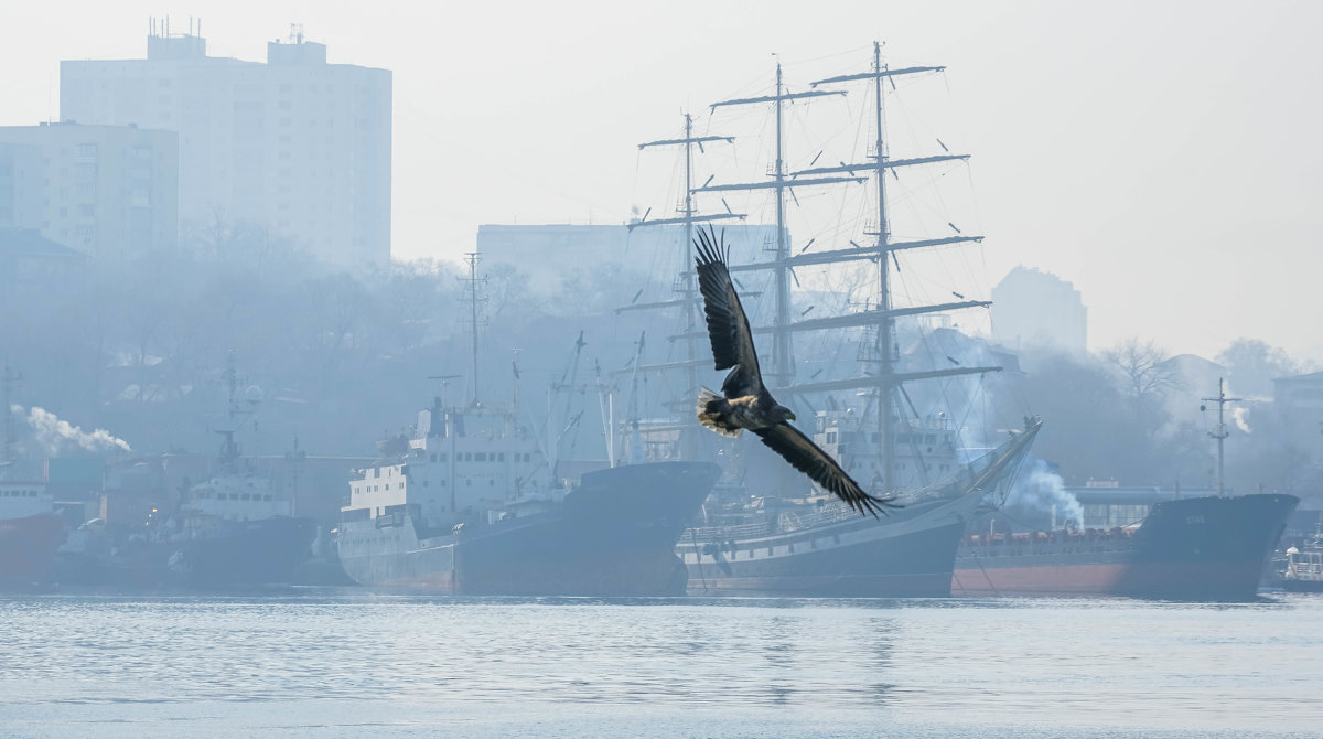 Орланы-белохвосты прилетели во Владивосток на зимовку - Эдуард Куклин