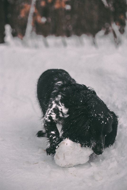 snow dog - Валерия Потапенкова