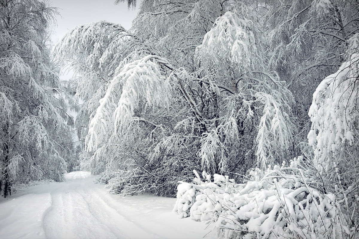 Дорога в снежную зиму - Николай Белавин