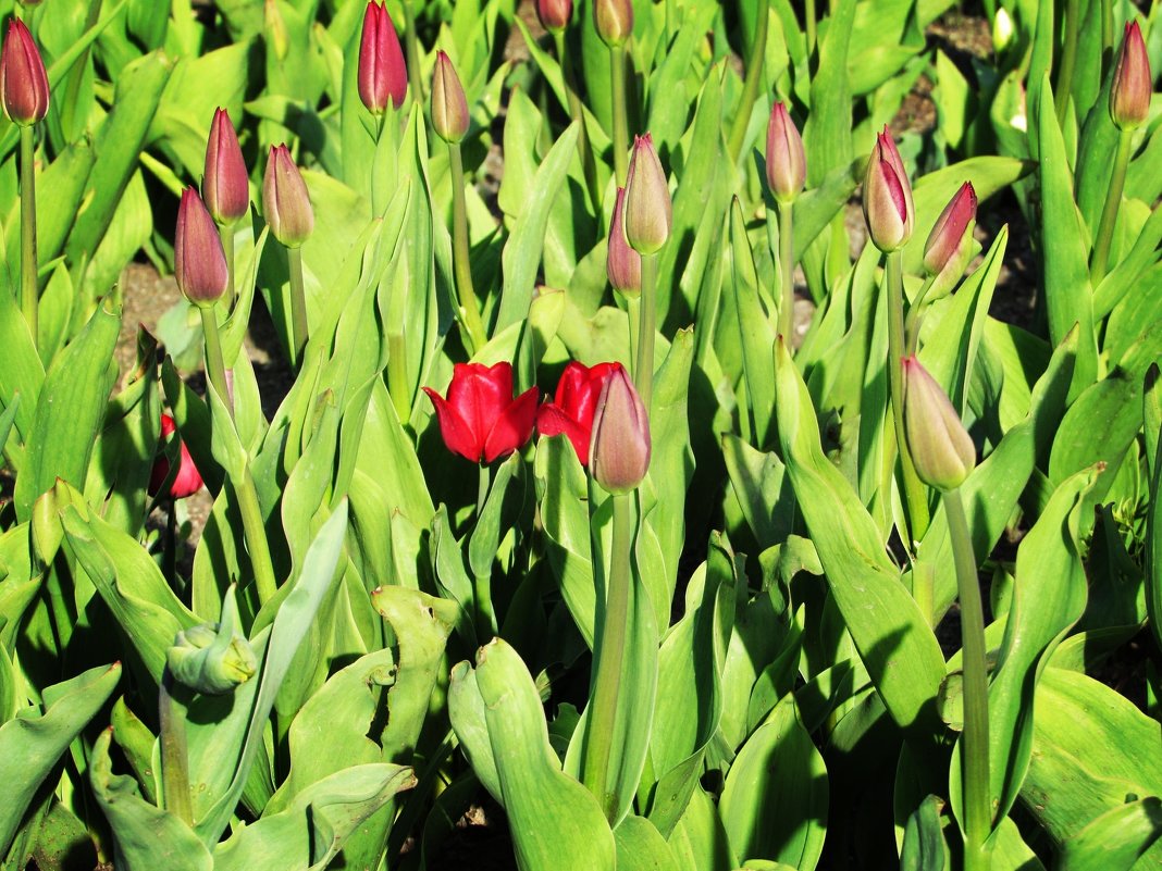 Красные тюльпаны - Виктория Соболевская
