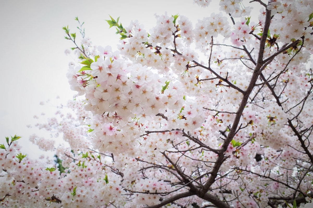 Сакура - японская весна - wea *