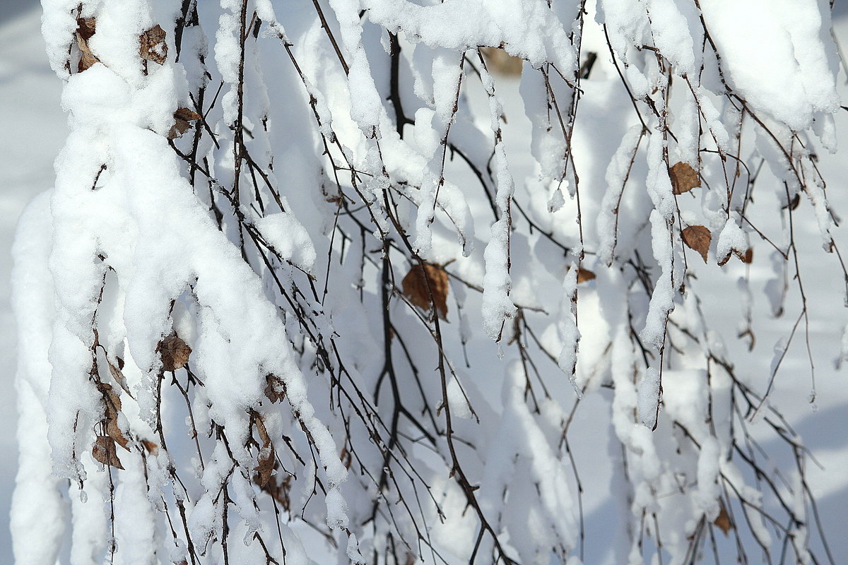 Ветки в снегу - жанна нечаева
