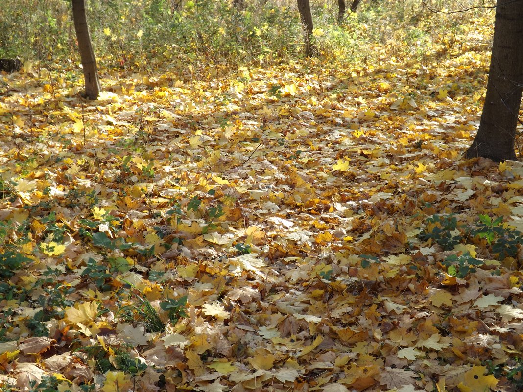 Осенняя палитра - Cergey 