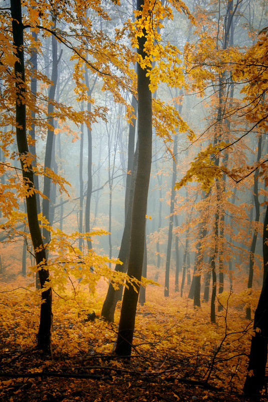 Autumn fogs - Teodora Ivanova 