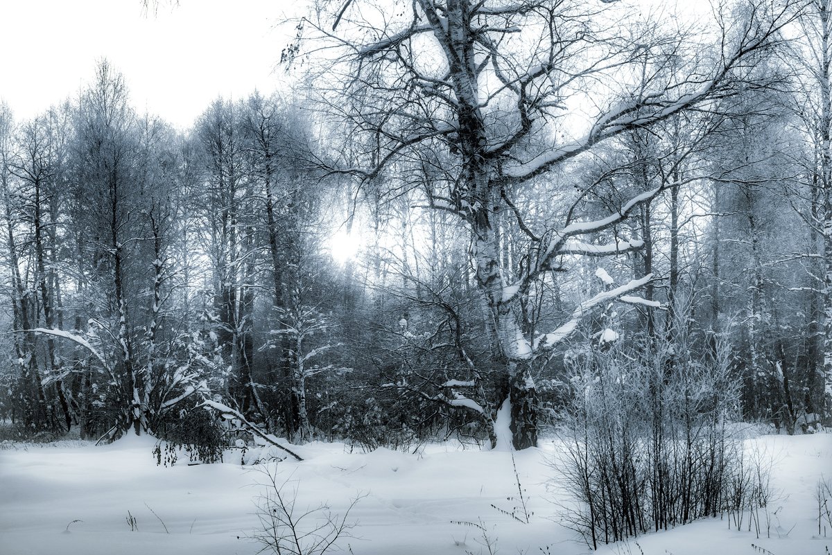 Зимний лес - Руслан 