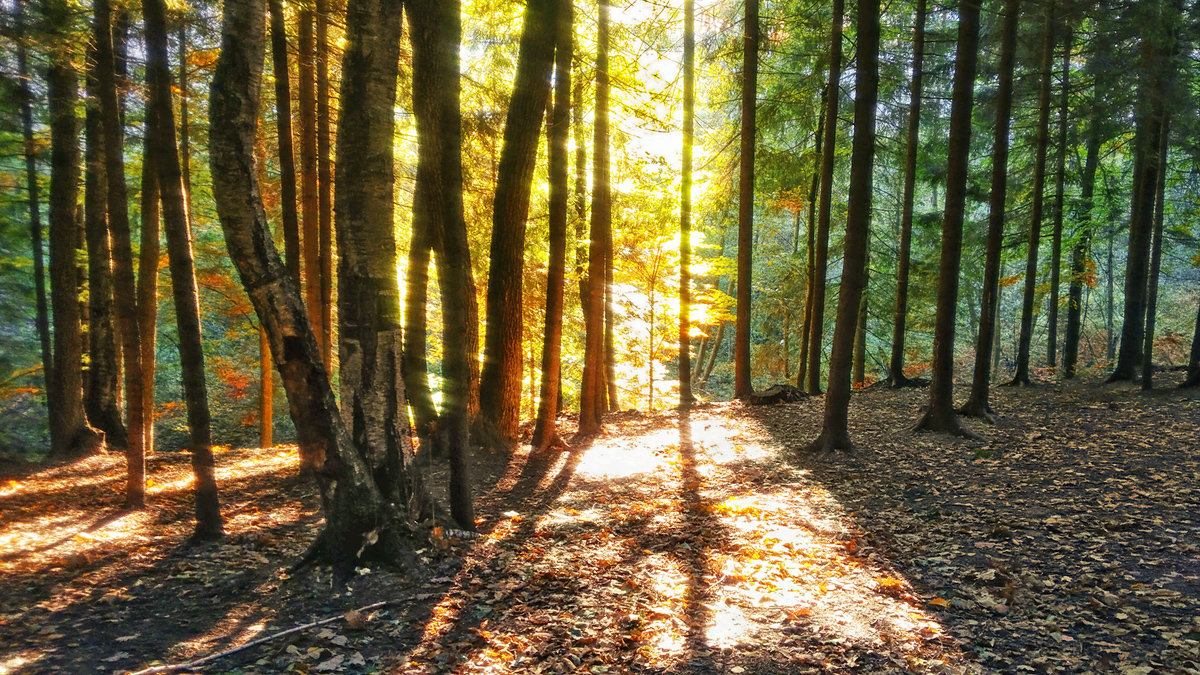 Утро В Осеннем Лесу Фото