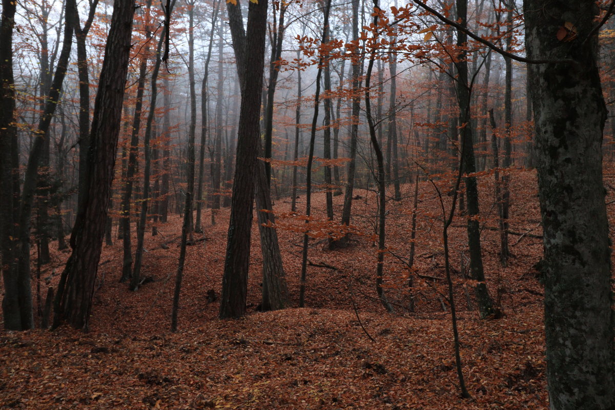 Серия "Осень в буковом лесу" - Сергей Яворский