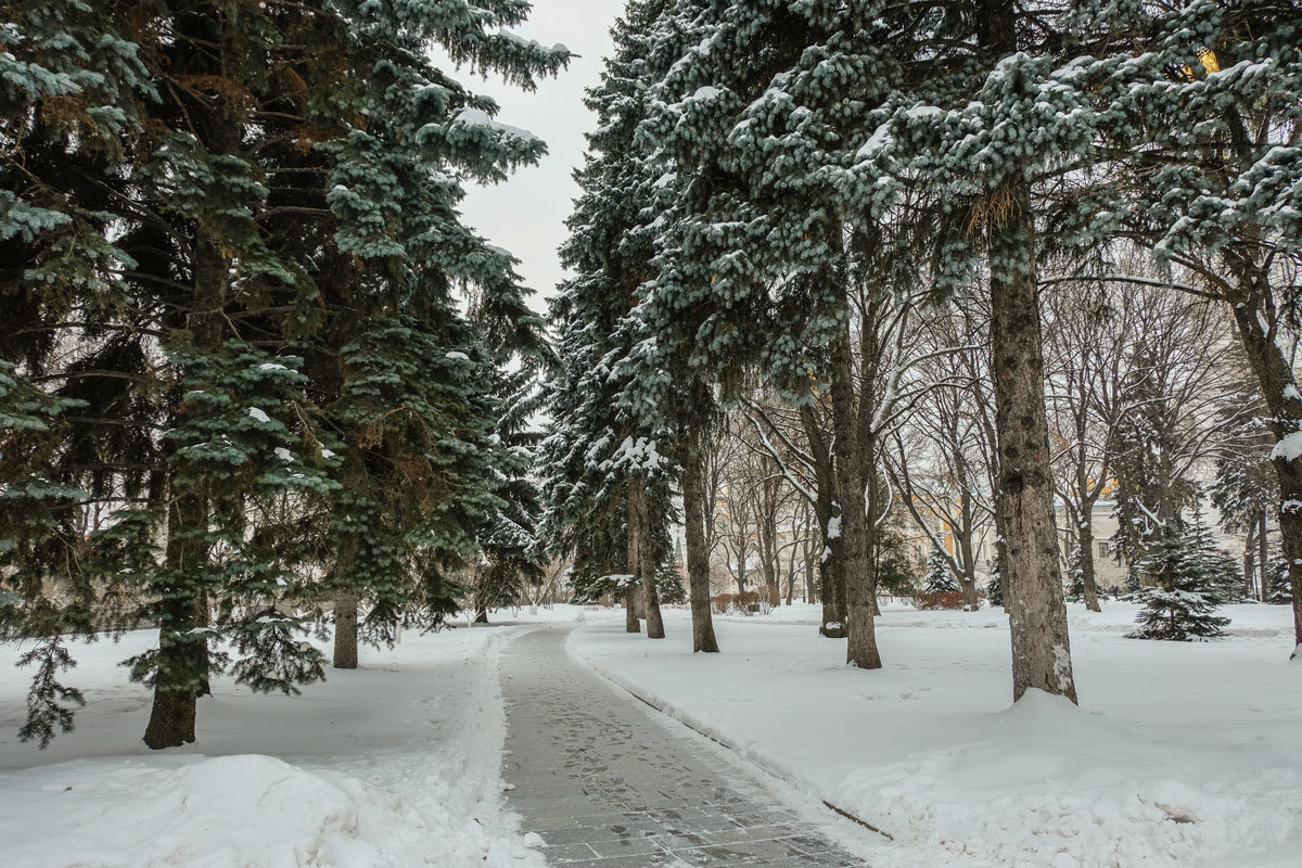 Московский Кремль (08.01.2019) - Надежда Лаптева