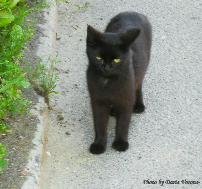 - Кто сказал, что чёрный кот - плохая примета? - Daria Vorons