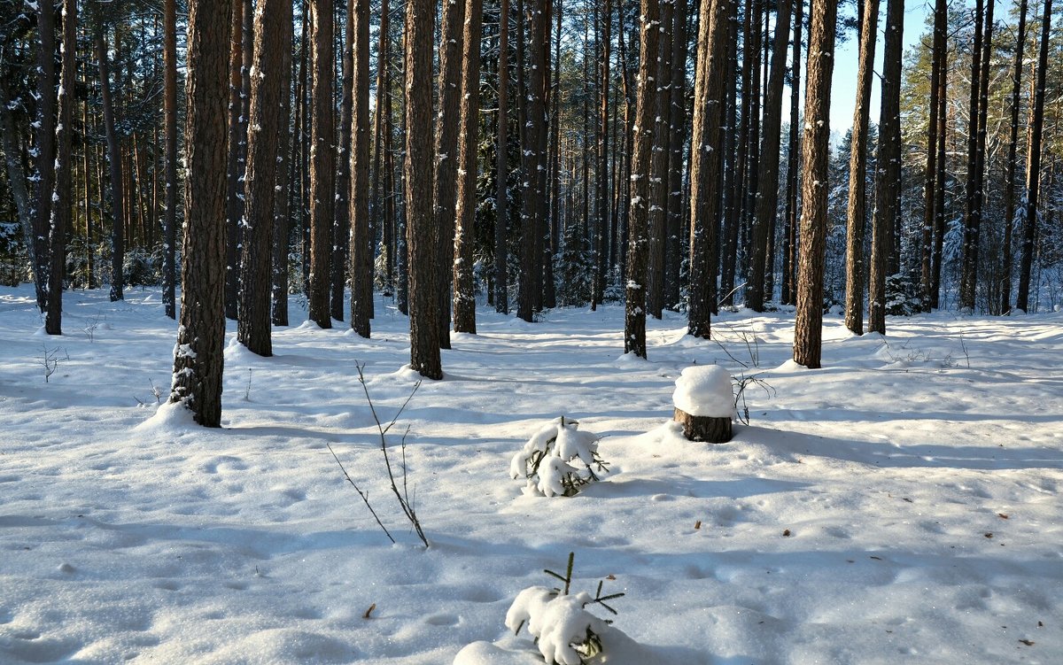 Катынский лес (репортаж из зимнего леса) - Милешкин Владимир Алексеевич 