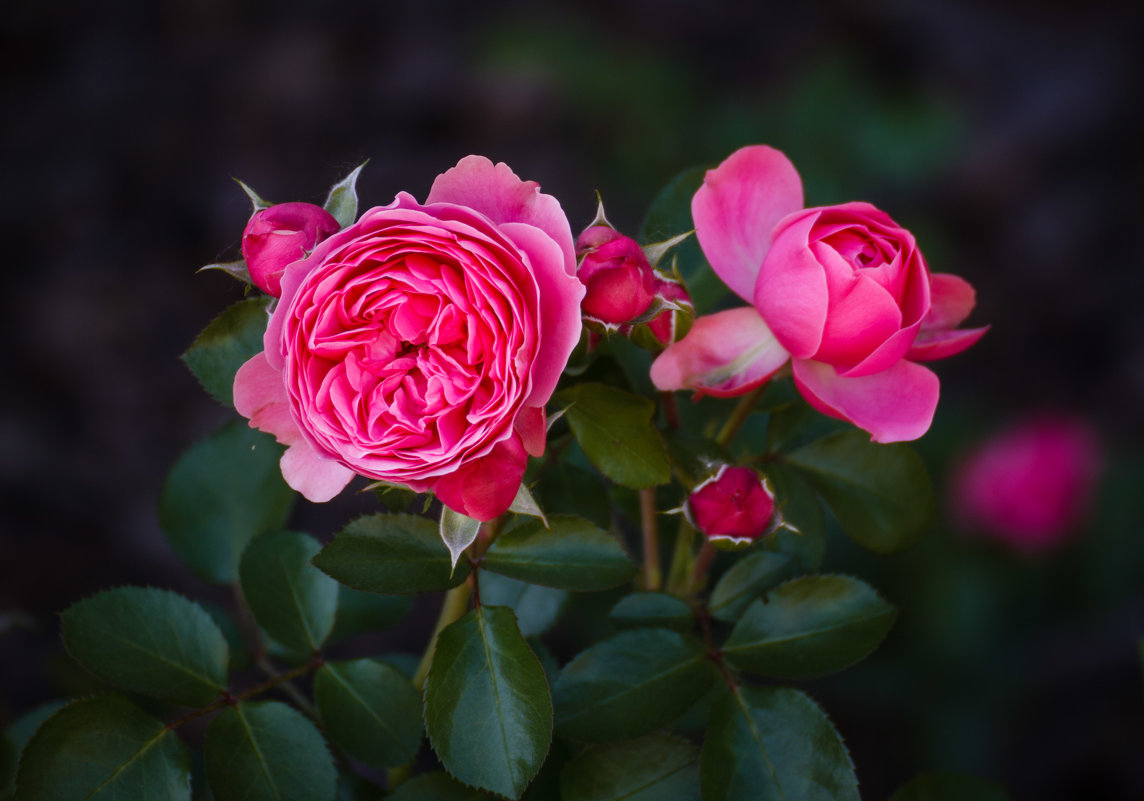 « …Розовые розы, как рассвет, Вдохновенье вечное природы!...» - Андрей Нибылица