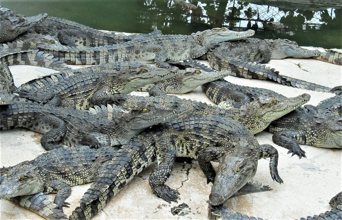 Крокодилы, пальмы, баобабы и .... - Евгений Яхим