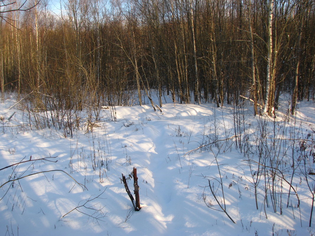 Зимний полдник в лесу - Владислав Плюснин
