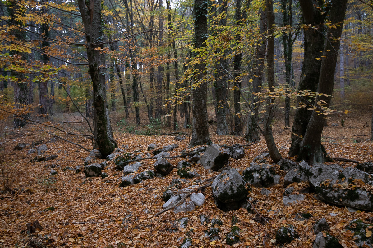 Серия "Осень в буковом лесу" - Сергей Яворский