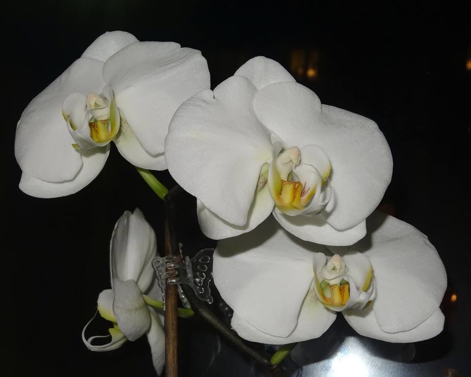 Белоснежная орхидея вечером - Натала ***